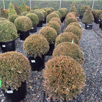黄杨 Green Mountain Boxwood