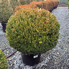 黄杨 Green Mountain Boxwood