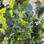绿塔冬青矛卫 Green Spire Euonymus
