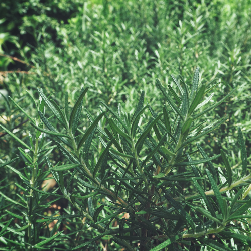 Grey Box Dwarf Coast Rosemary
