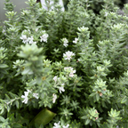灰箱海岸迷迭香 Grey Box Dwarf Coast Rosemary