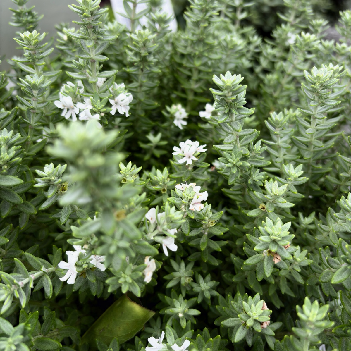 灰箱海岸迷迭香 Grey Box Dwarf Coast Rosemary