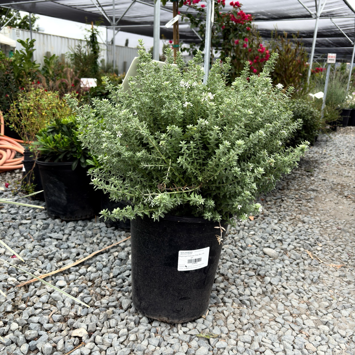 灰箱海岸迷迭香 Grey Box Dwarf Coast Rosemary