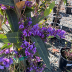 紫珊豆 Happy Wanderer Lilac Vine