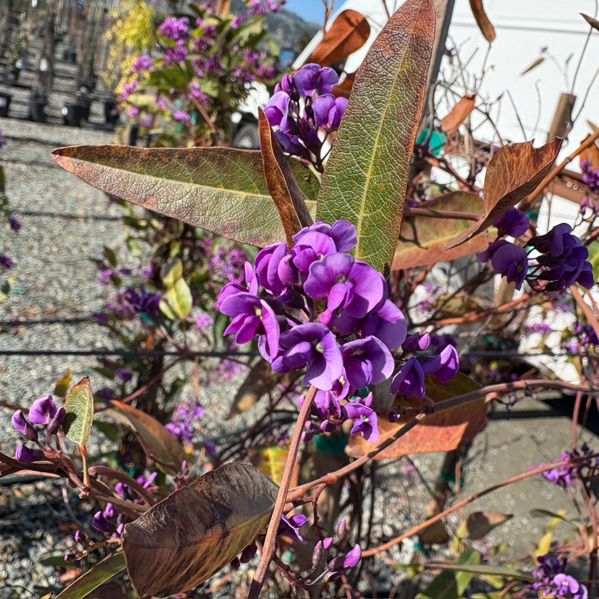 紫珊豆 Happy Wanderer Lilac Vine