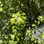 哈雷海桐 Harley Botanica Kohuhu