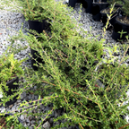 赫氏美洲茶 Hearst Ranch Buckbrush