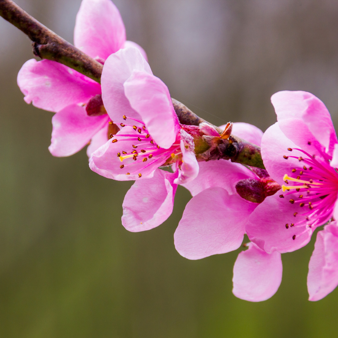 Nectarine Tree – Paradise White Peach