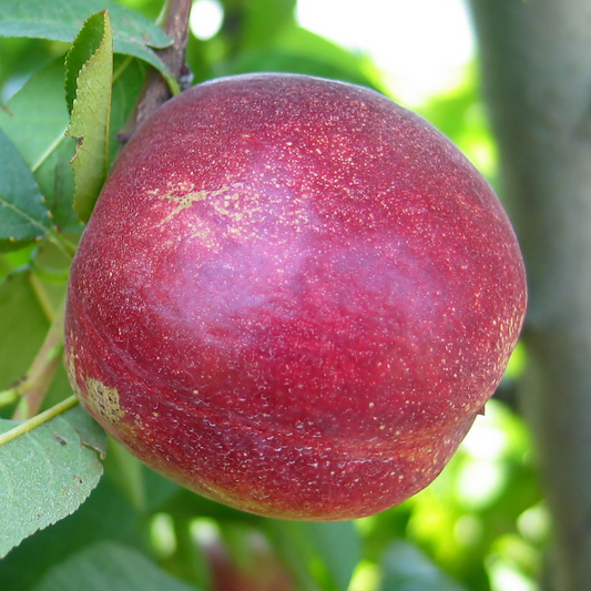 Nectarine Tree – Paradise White Peach