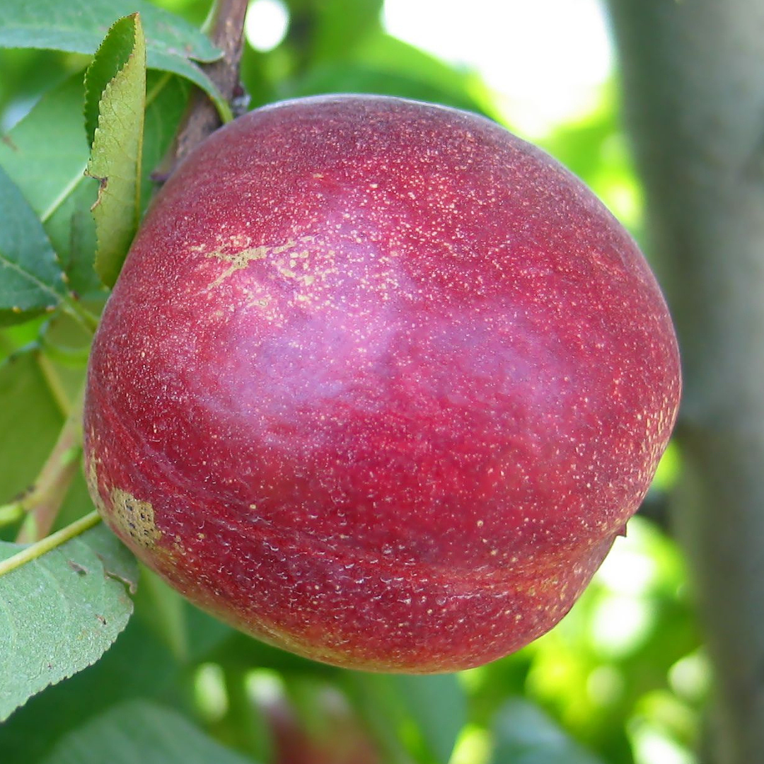 天堂白油桃 Heavenly White Nectarine