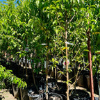 天堂白油桃 Heavenly White Nectarine