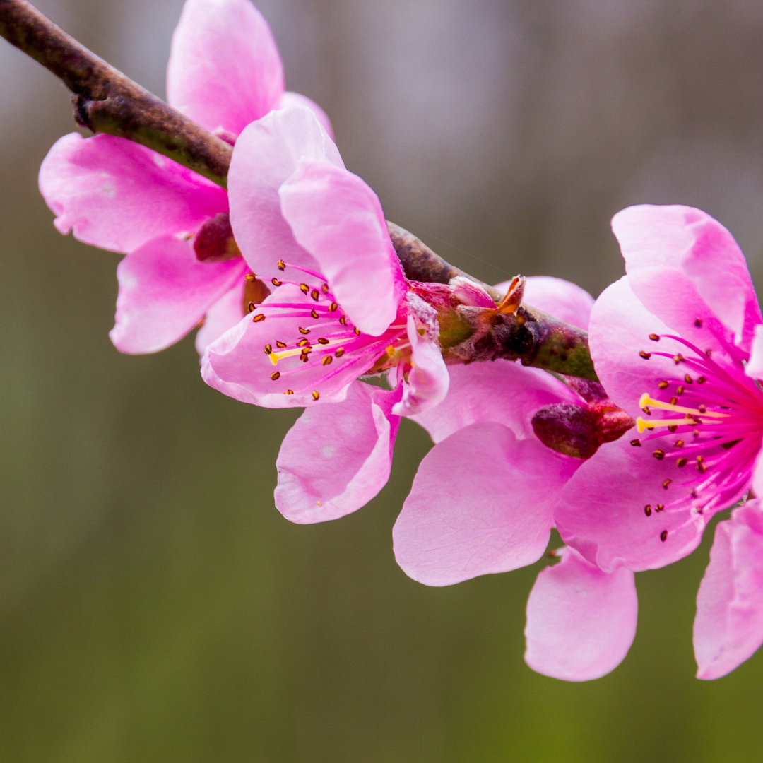 天堂白油桃 Heavenly White Nectarine