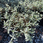 半日花 Henfield Brilliant Sunrose