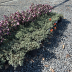 半日花 Henfield Brilliant Sunrose