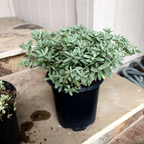 半日花 Henfield Brilliant Sunrose