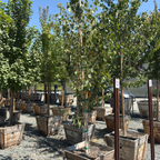 桦树 Himalayan Birch
