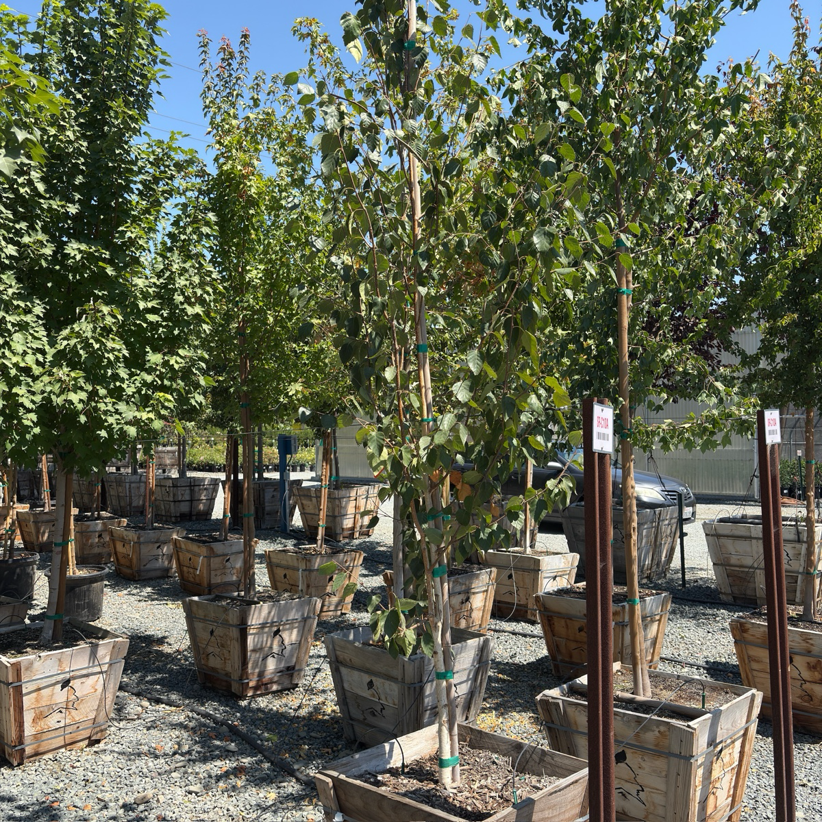 桦树 Himalayan Birch