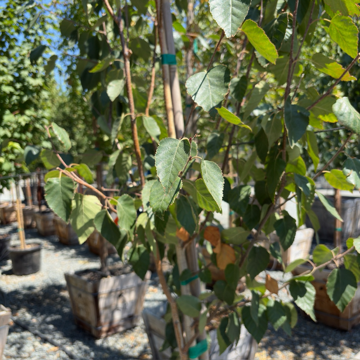 桦树 Himalayan Birch