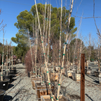 桦树 Himalayan Birch