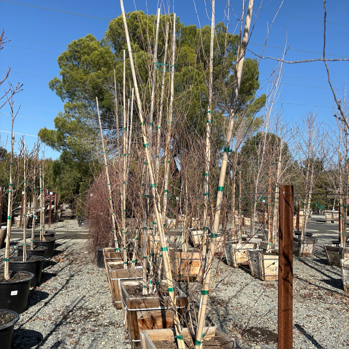桦树 Himalayan Birch