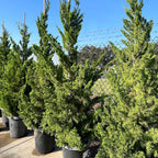 圆柏 Hollywood Juniper