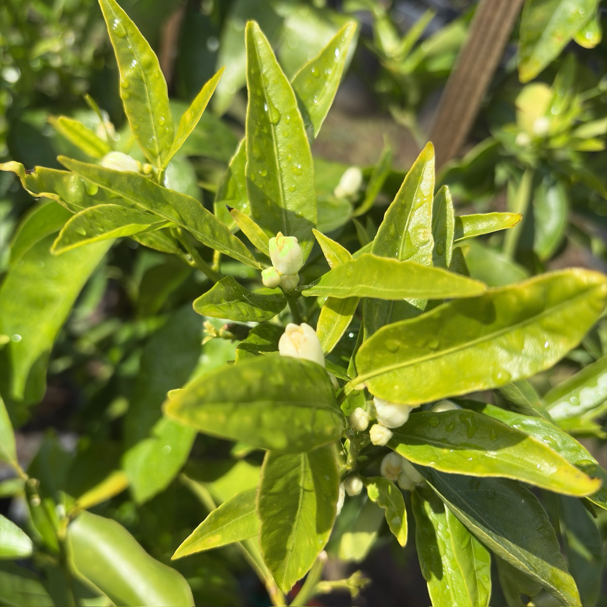 加州蜜桔 Honey Mandarin