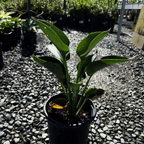 玉簪 Hosta 'Blue Angel'