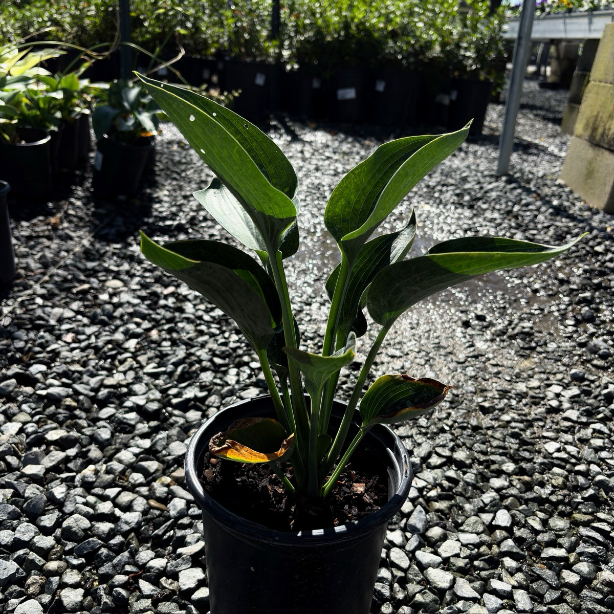 玉簪 Hosta 'Blue Angel'
