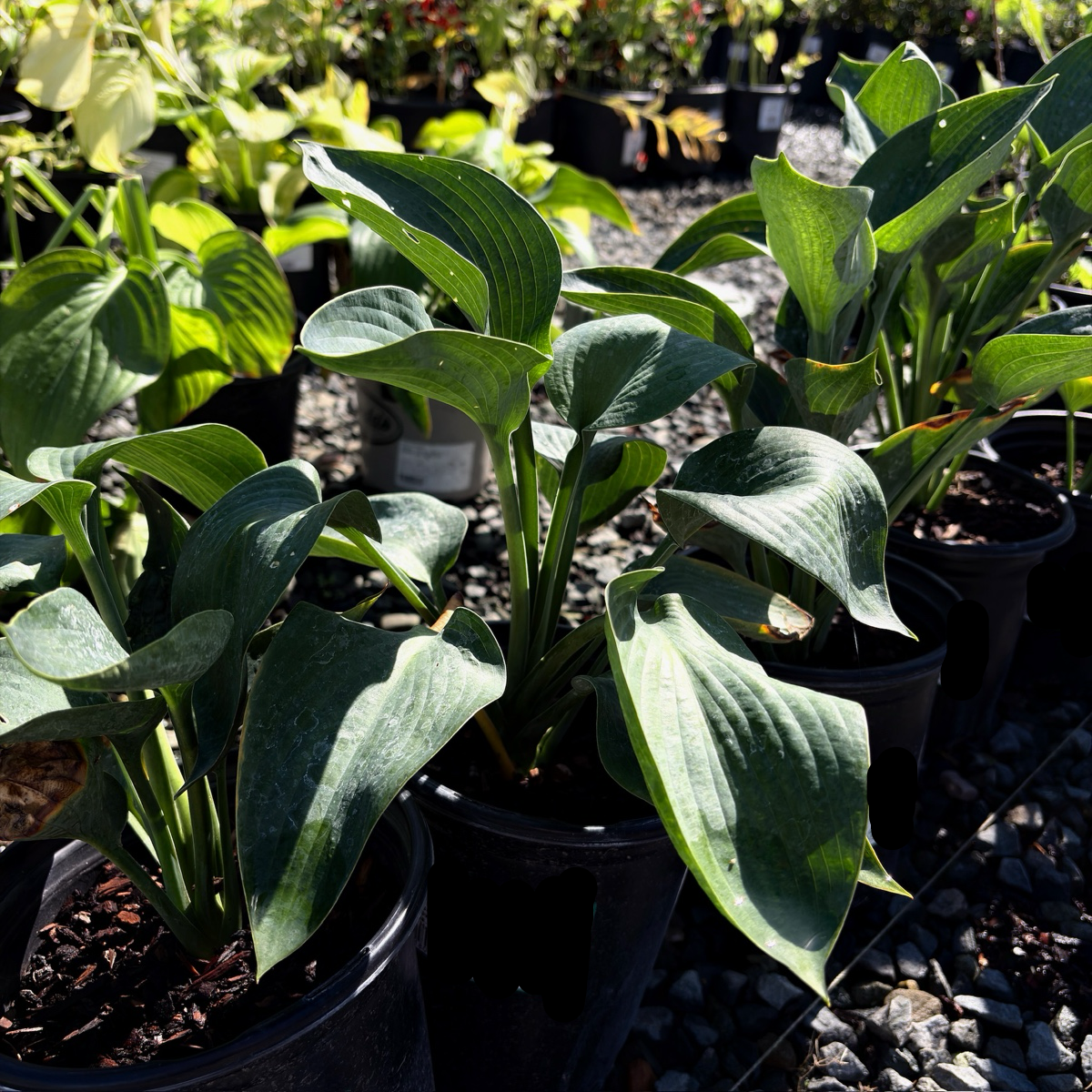 玉簪 Hosta 'Blue Angel'