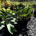 玉簪 Hosta 'Blue Angel'