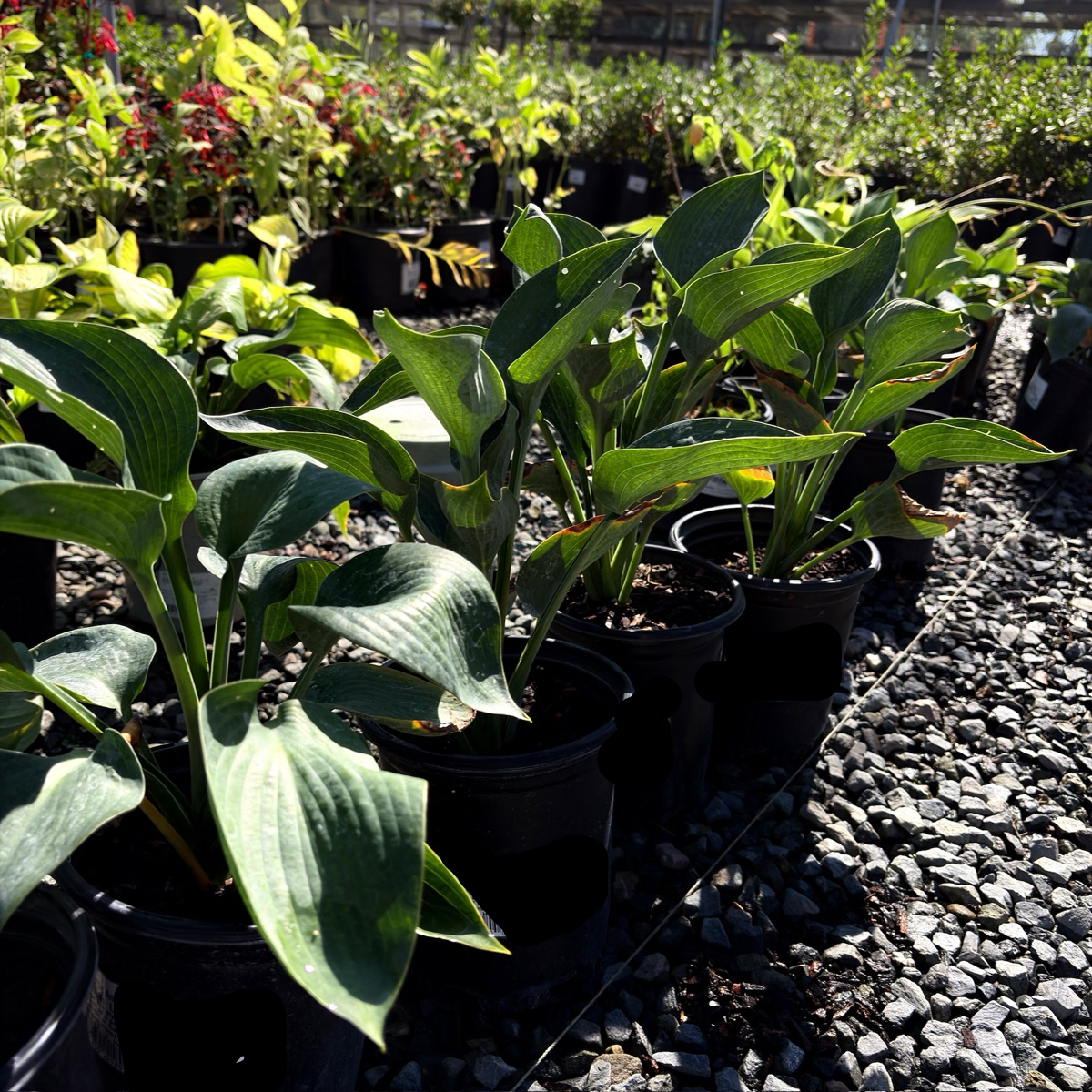 玉簪 Hosta 'Blue Angel'