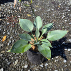 玉簪 Hosta Halcyon