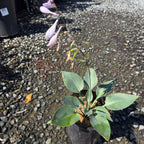 玉簪 Hosta Halcyon