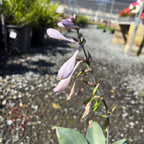 玉簪 Hosta Halcyon