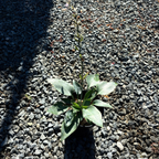 玉簪 Hosta Halcyon