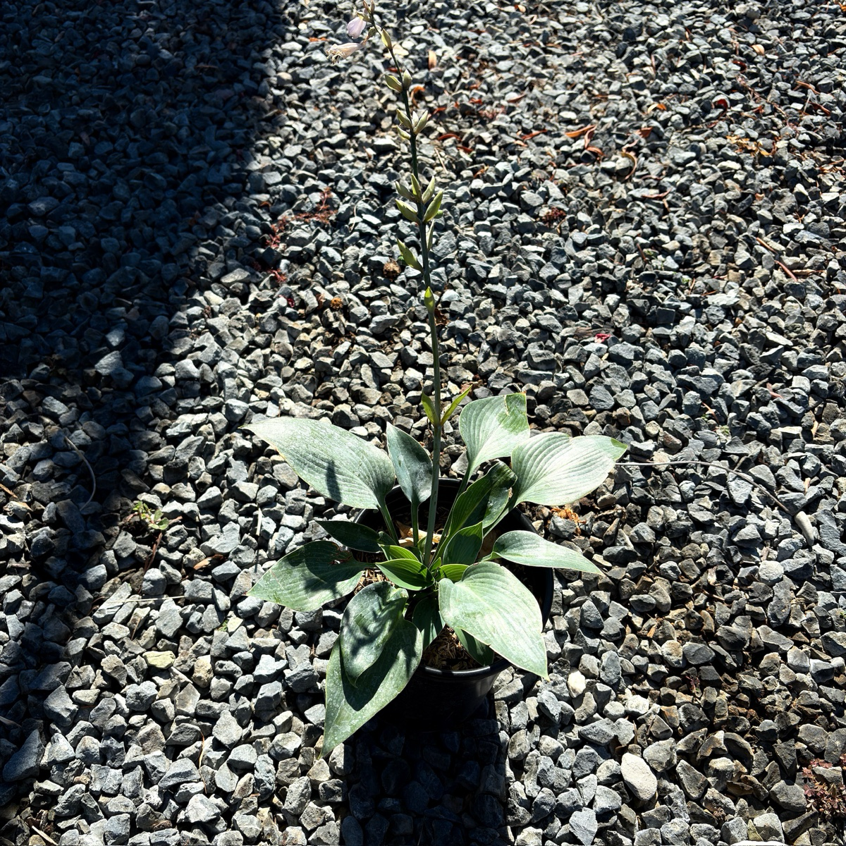 玉簪 Hosta Halcyon