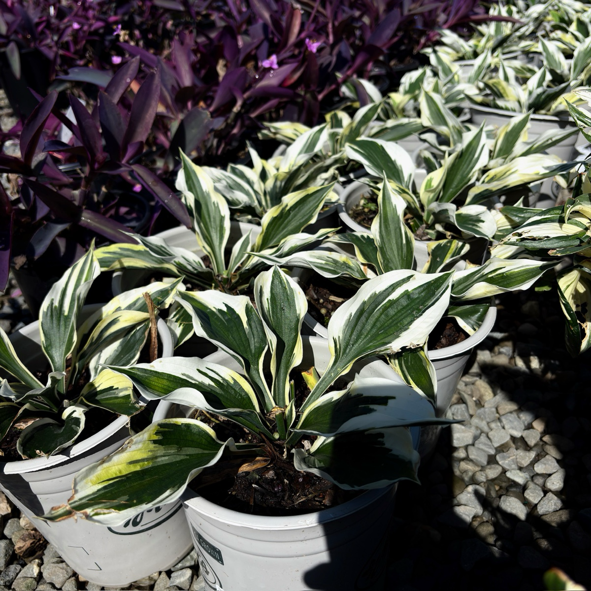 玉簪 Hosta MinuteMan