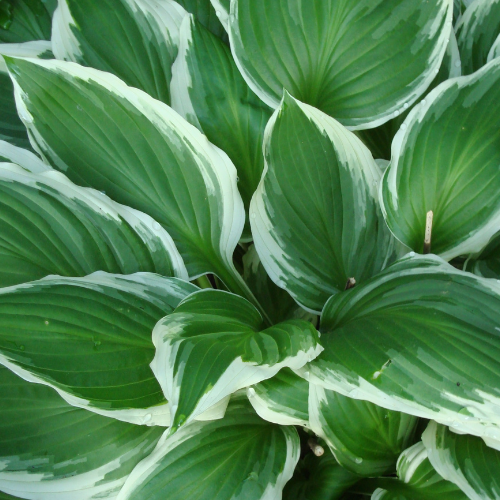 Minute Man  Plantam Lily