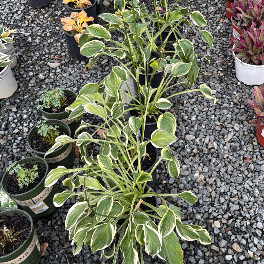 玉簪 Hosta So Sweet
