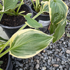 玉簪 Hosta So Sweet