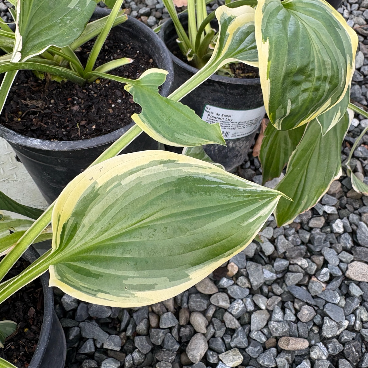 玉簪 Hosta So Sweet