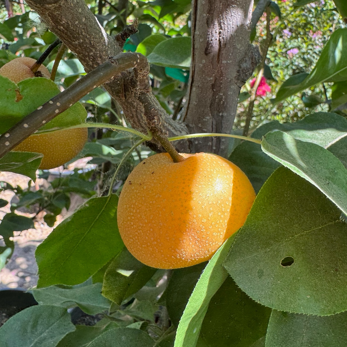 亚洲梨树-丰水梨 Hosui Pear 