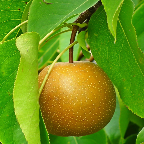 亚洲梨树-丰水梨 Hosui Pear