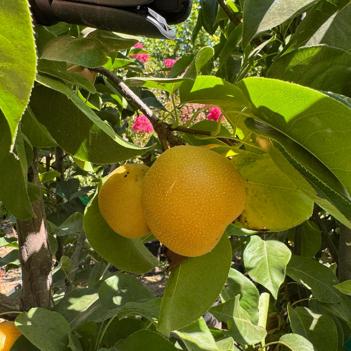 亚洲梨树-丰水梨 Hosui Pear