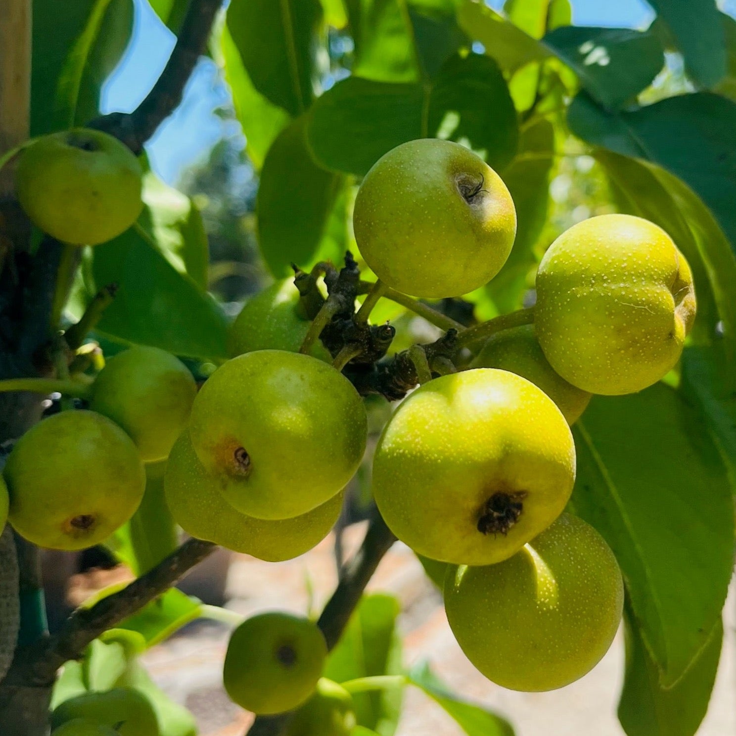 亚洲梨树-丰水梨 Hosui Pear