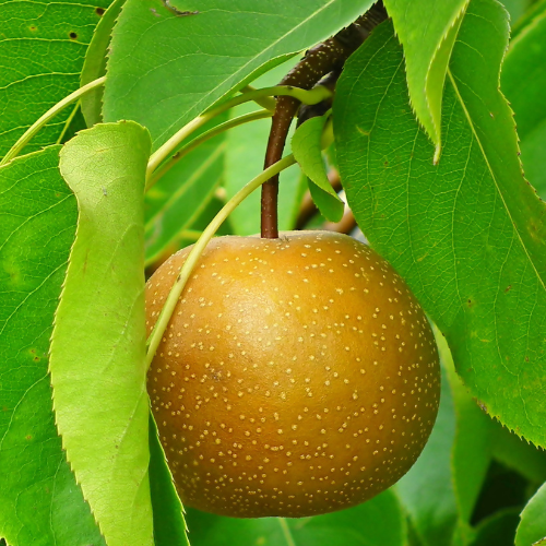 Asian Pear Trees – Feng Shui Pear