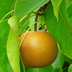 亚洲梨树-丰水梨