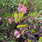 密花熊果-红霞 Howard McMinn Manzanita