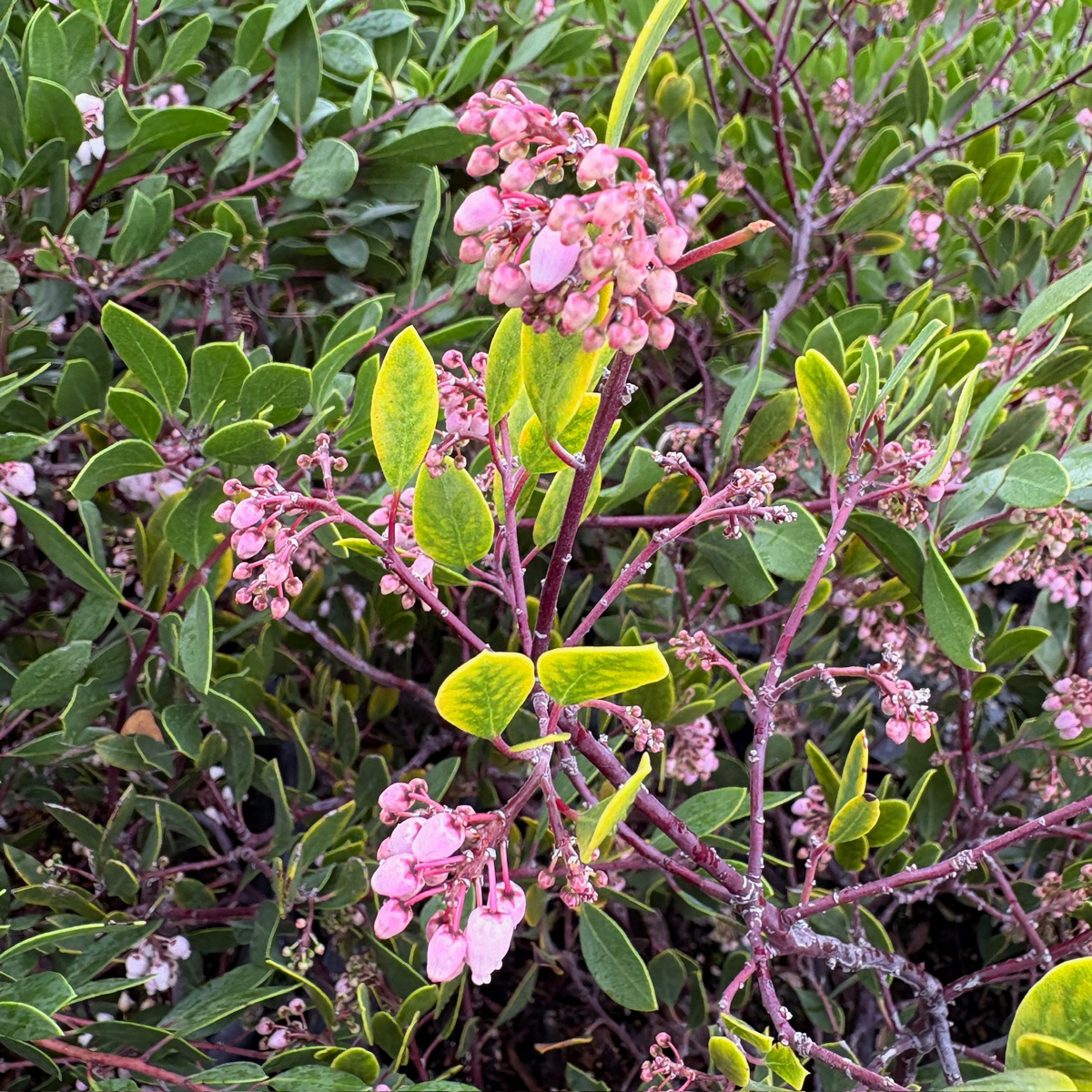 密花熊果-红霞 Howard McMinn Manzanita