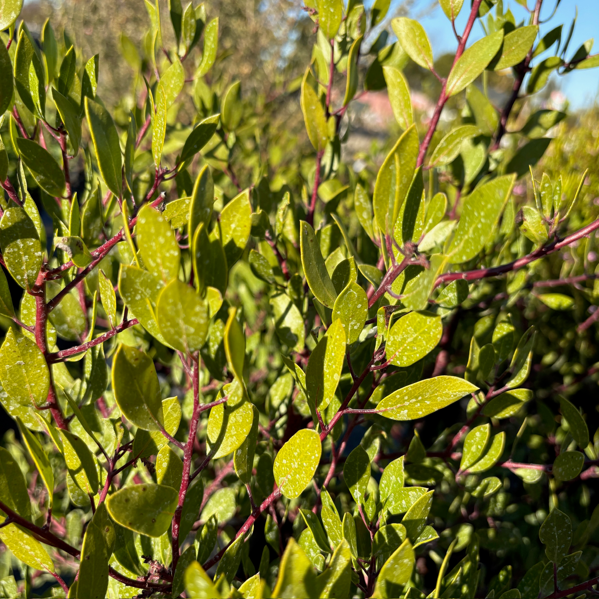 密花熊果-红霞 Howard McMinn Manzanita